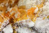 Windowpane Wulfenite Crystal Cluster - Mexico #163160-1
